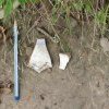 Crockery shards found on hill side at Sackville Reserve